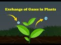 Plant Physiology and Gas Exchange