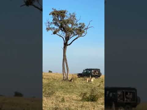 Leopard escapes narrowly from a Lioness #shortvideo #wildlife #maasaimara #nature #youtubeshorts
