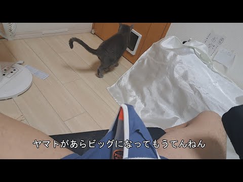 わいのヤマトが「アラ、ビック」になってもうてんねん