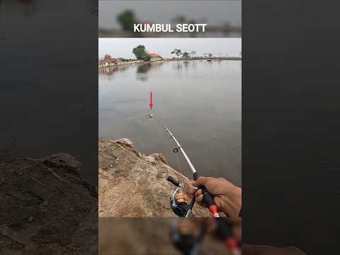 Kumbul seott..!! Mancing kakap putih (Barramundi) umpan udang hidup #mancing #barramundi #fishing