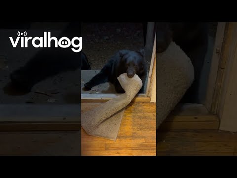 Sleepy Bear Tries To Hibernate In Rug || ViralHog