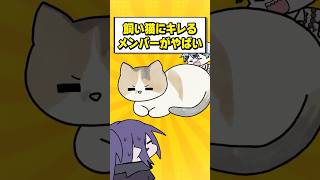 飼い猫にキレるメンバーがヤバい #びじぱと #幽凪こなた #anime