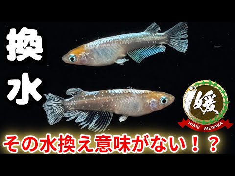【悲報】その水換え方法では意味がない?メダカ飼育における季節に合わせた適切な水換えとは【媛めだか】