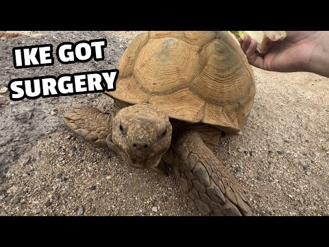 My Oldest Tortoise Got Surgery (Ike)