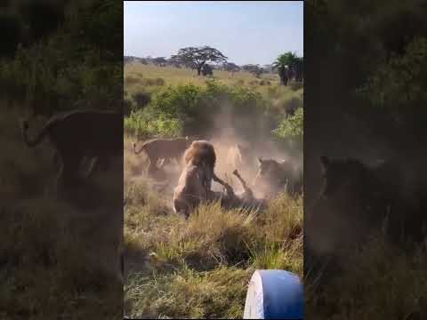 #animals #lion #africonwildline #africaforest #wildanimals #safari