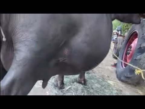 200 LT of body fluids( hydroallantion)out with live fetus|How Vet doctor saved from Hypovolemicshock