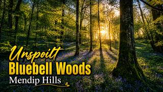 Unspoilt Bluebells  Woods Mendip Hills