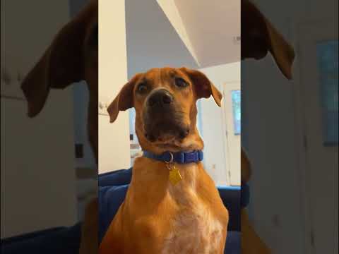 The Most Hilariously Cute Dog#funnydogs#cute#doglover#FunnyCuteDog#AdorablePuppy#FunnyCuteDog