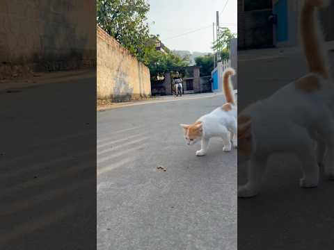 Poor wild Cat 🐈😢😱😭#cat  #catvideos #kitty #meow #shorts #trendingshorts #viralshorts