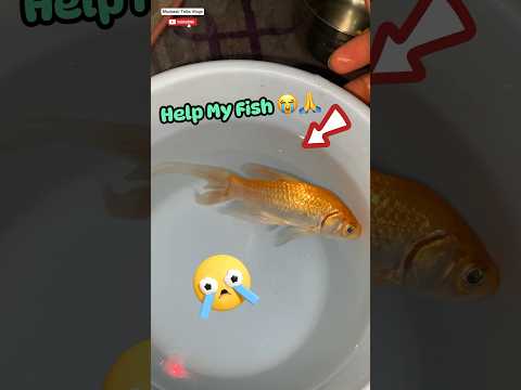 Pray For My Fish 🐠😭 - LwM day 33/1000 @MudassirTalks