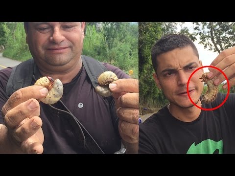 ME COMO UN GUSANO MOJOJOY - TATTOXTREME