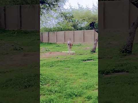 donkey in village #animals #wildlife #funny #nature #cute #doglover