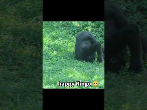 gorilla happy rolling 😆 #gorillatag #金剛猩猩 #台北市立動物園 #shorts サムネイル