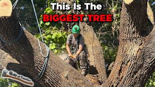 Okay THIS is seriously the BIGGEST SYCAMORE I've EVER REMOVED!!