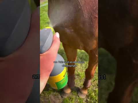 Kriebelmücken / Fliegen am Hals und Brust vom Pferd - Was kann ich tun? #kriebelmücke #pferd #shorts