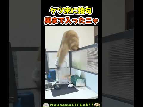 奥まで入ったね、もう使えない😢【猫ネコ】#猫 #cat