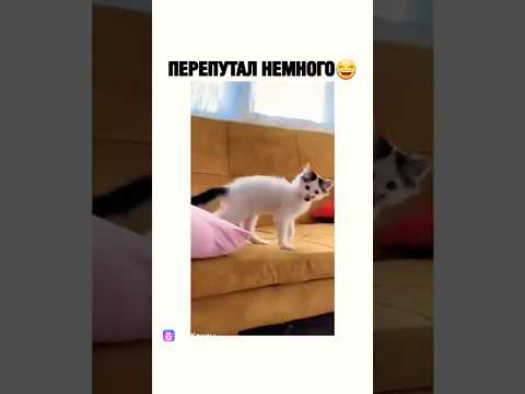 Когда живёшь с собакой🤣
