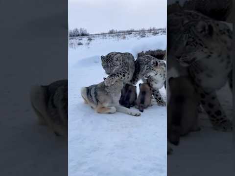Snow Leopards Stormed a Bear Den to Save a Wolf #animals #wildliferescue #lovestory #rescue#turtle