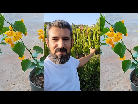 ليش اغلب الشجر يموت بعد الشراء من المشتل