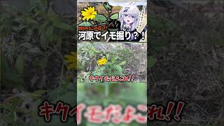 野生化した幻のイモ...『キクイモ』を冬の河原で掘り起こす！#shorts