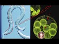 Cell Structure and Function Concepts