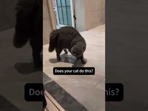 Talktive cat🤣#foryou #funncat #catlover #funny #catsoftiktiok #fpy #usa