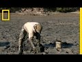 Worm Digging Adventure Insights