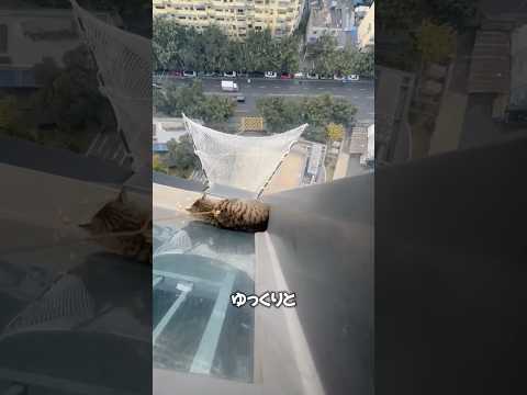 猫ちゃん救出作戦