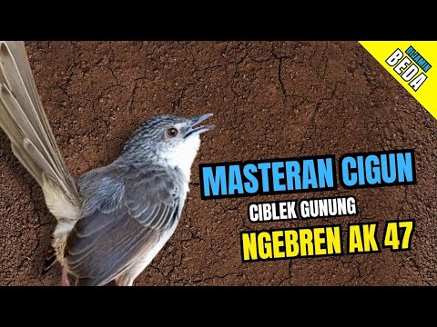 Cigun Gacor Ngebren Ak 47 | Masteran Cigun Bren