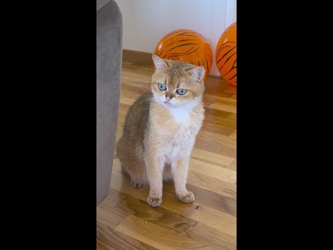 😻 قطتي تُحب البالونات بشدة! شاهد كيف تحميها قطتي من الانفجار! 🎈🐱