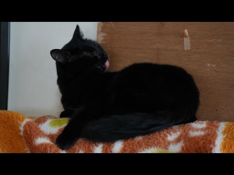 猫の動画サムネイル - くろねこごま毛づくろい　250720