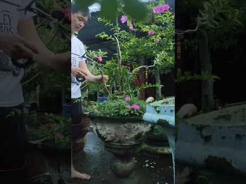 Mùa mưa lũ, cây mọc nhanh quá phải cắt thôi!Flood season can’t stop a farmer’s routine!