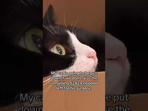 Please help me save my baby😔 #catmom #cattok #<strong>gofundme</strong> #fyp #catparent