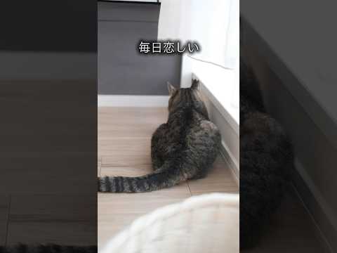 月命日。この1ヶ月、ニコちゃんのこと想わなかった日はないよ #shorts #猫のいる暮らし #ペットロス #保護猫 #扁平上皮癌 #cat