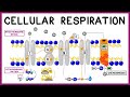 Cellular Respiration: From Glycolysis to ATP Production
