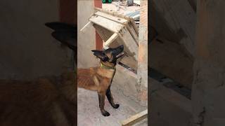 فيكا 😅طلعات بركاكة الخوت 🤣 أحسن ملينوة فالتبركيك 🔥😍 #dogvlog #vlog #malinois #dog #morocco #مالينوا