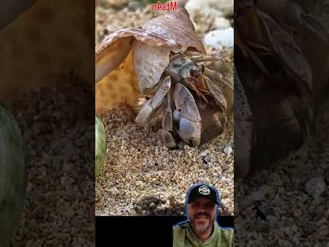 olha o caranguejo eremita terrestre com uma concha podemos dizer bem judiada #aquarium #ocean #crab