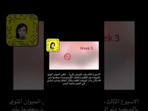 رحلة نمو الجنين بالأسابيع " د.رشا المرزوقي "