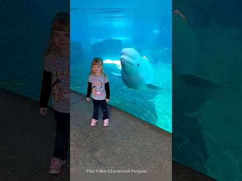 How naughty are dolphins #shorts