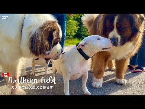 ドッグパーク再トライ【超大型犬とカナダで田舎暮らし】