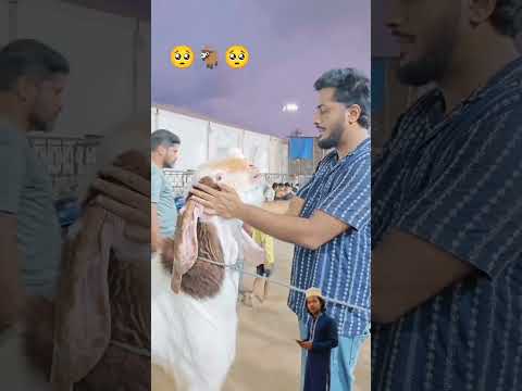 Bakara or malik ๐๐ฅบ#bakraeid #viralshorts