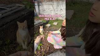 ESSA GATINHA APARECEU AQUI NO QUINTAL ☺️ #cat #shorts #viral