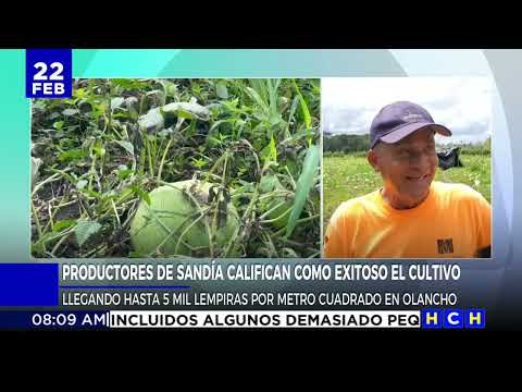 ¡Éxito total! productores de sandías califican como exitoso el cultivo de las mismas