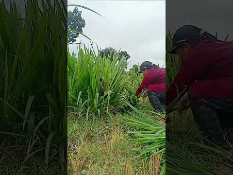 ngarit teruss #fypシ゚viral #ngaritrumput