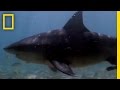 Mangrove Swamp Shark Encounters