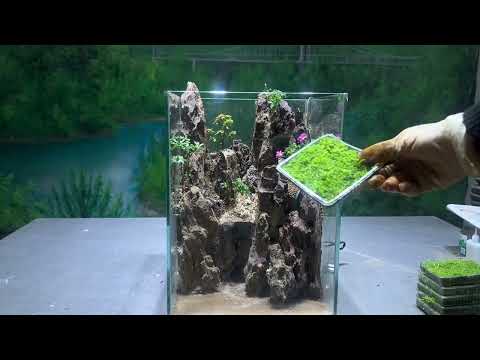 The world in the fish tank#moss #agriculture