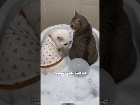 يع 😂🤣 #viral #اكسبلور #cat #كوميديات #قطط #هتضحك