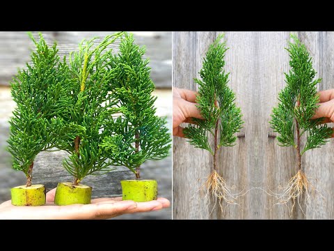 How to Propagate Pinus pinea Trees from Bananas for Beginners