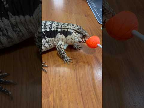 พวกตัวกินเนื้อ | #เตกู #Tegu #exoticpet #BalconZoo #สัตว์เลี้ยง #reptile #ตัวเงินตัวทอง #กิ้งก่า