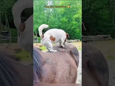 Cutest Dog + Horse Moments You’ll Ever See #cuddleclones #horsevideo #dogvideos #horseusa